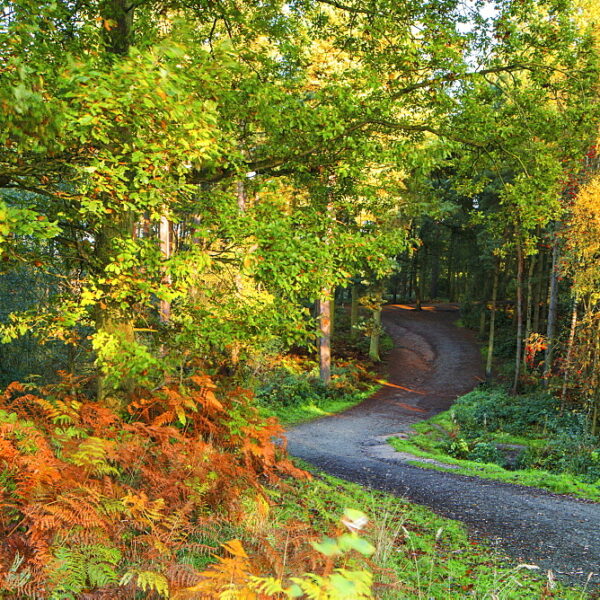 A track leads into Delamere Forest with autumn colour filling the landscape, Cheshire, England, United Kingdom, Europe