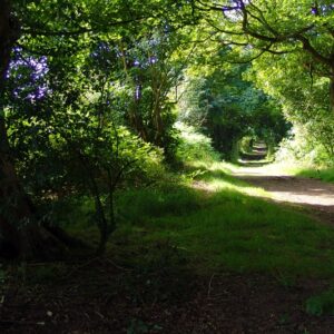 walks for website.8